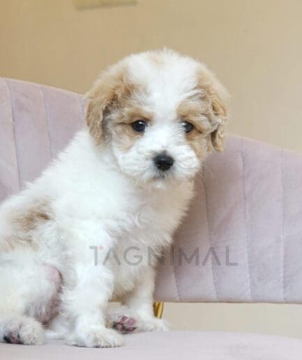 Adorable white and tan puppy sitting on a pink velvet chair indoors.