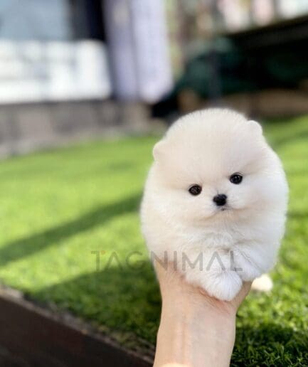 Adorable fluffy white Pomeranian puppy resting on a hand outdoors.