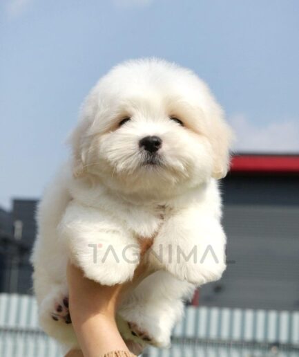 Cute fluffy white puppy held up against bright blue sky outdoors.