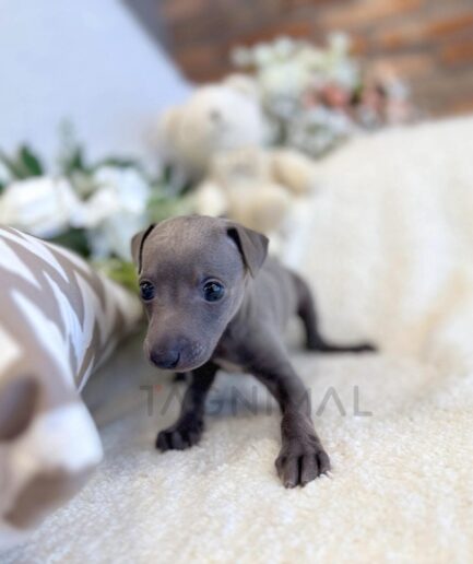 Adorable gray Italian Greyhound puppy on a soft cream blanket with flowers and teddy bear.