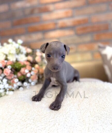 Cute gray Italian Greyhound puppy on soft blanket with pink roses and rustic brick background.