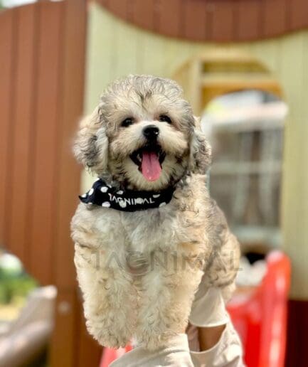 Adorable fluffy small dog smiling in sunlight wearing black polka dot bandana outdoors.
