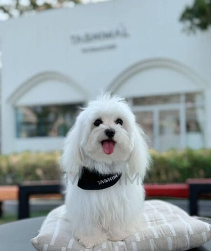 Cute white Maltese dog sitting on outdoor cushion near a modern café.