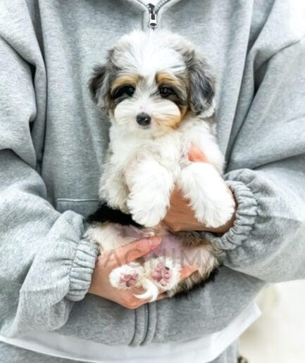 Person gently holding a cute fluffy puppy with brown and white fur indoors.