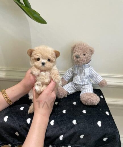 Cute beige puppy and teddy bear sitting on heart blanket in cozy home setting.