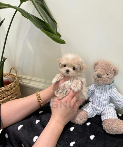 Cute cream puppy and teddy bear on heart blanket in cozy home setting.