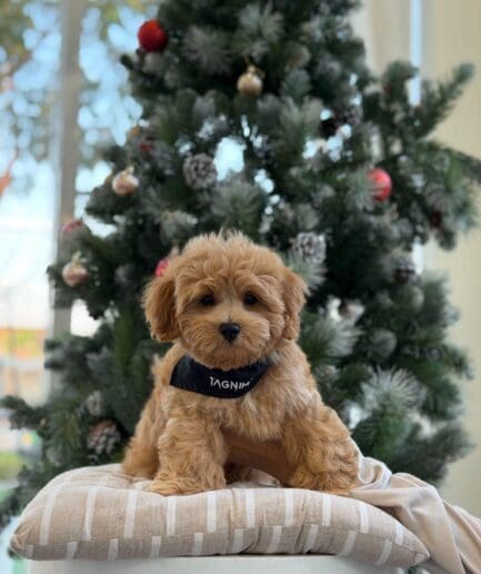 Cute Cavapoo puppy sitting on cushion by decorated Christmas tree indoors.