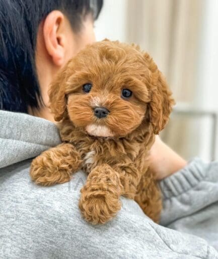 Cute caramel puppy cuddling owner in cozy gray hoodie indoors.