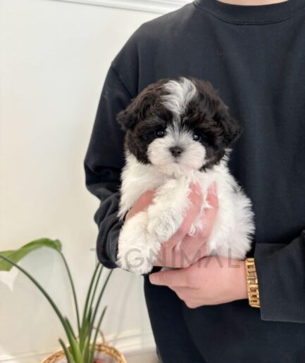 Person holding cute black and white fluffy puppy indoors with gentle hands.