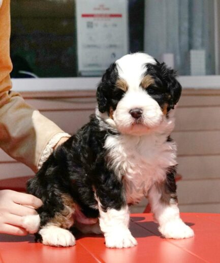 Adorable tricolor Bernedoodle puppy sitting on a red surface indoors.