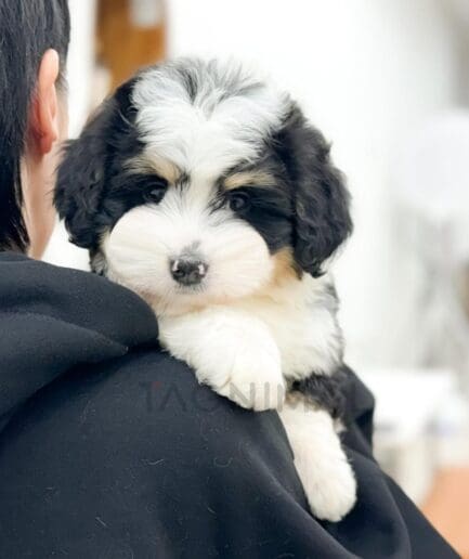 Fluffy tricolor puppy cuddling on owner’s shoulder indoors.