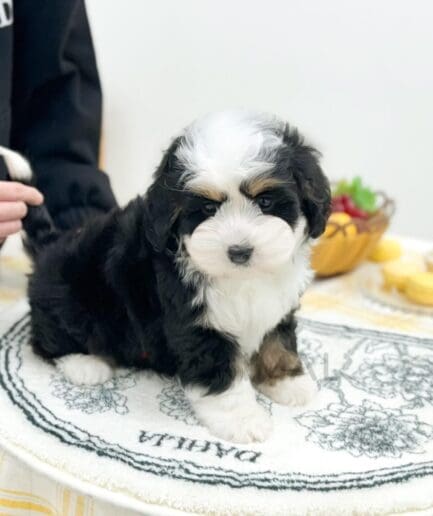 Adorable tri-colored puppy sitting on a floral white mat with a cozy home background.