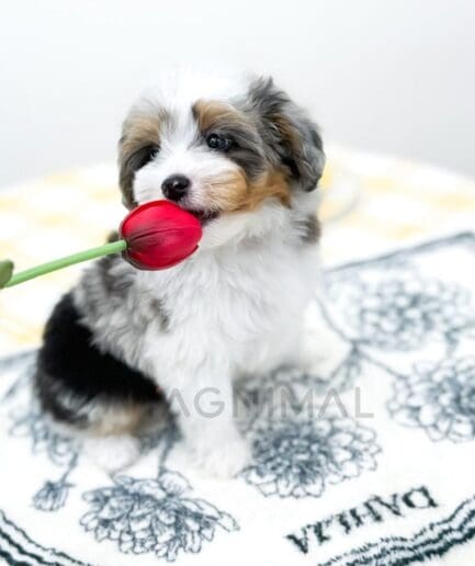 Cute tricolor puppy holding red tulip flower on white floral blanket indoors.