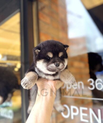 Adorable Shiba Inu puppy held in hand outside café with soft natural light.