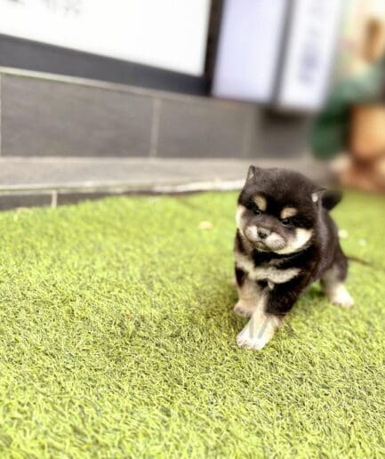 Cute black and tan Shiba Inu puppy standing on green artificial grass outdoors.