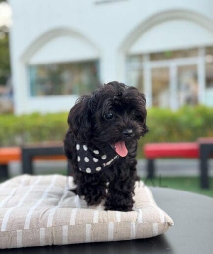 Adorable black puppy with curly fur and polka dot bandana sitting on a beige cushion.