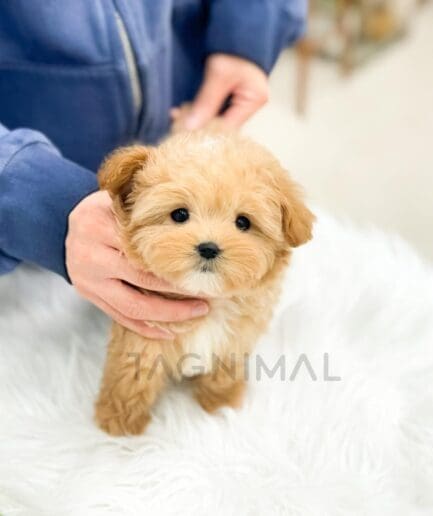 Cute golden puppy being gently held by person in blue sweater on soft white blanket.