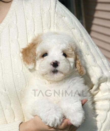 Fluffy white puppy held in cozy sweatered arms outdoors.