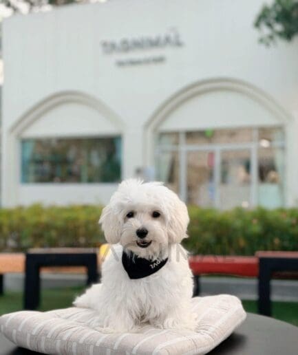 Cute white dog sitting on cushion outside pet-friendly café.