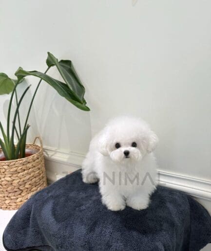 Fluffy white Bichon Frise sitting on gray cushion beside green indoor plant.