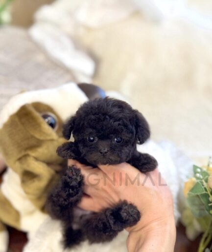 Adorable tiny black puppy held gently in hand with soft background and plush toy.