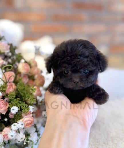 Cute tiny black puppy held in hand with pink roses and flowers in the background.