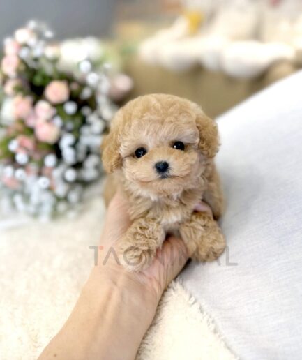 Adorable tiny apricot puppy resting gently in hand with soft fur and warm lighting.