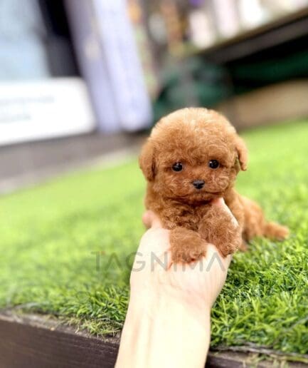 Tiny brown toy poodle puppy held gently on green grass.