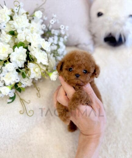 Adorable brown puppy held gently beside white roses and baby’s breath flowers.