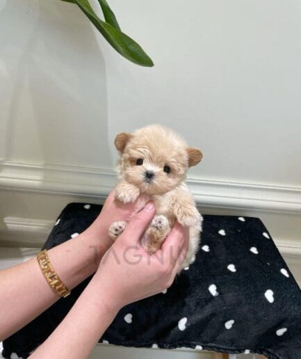 Adorable tiny cream puppy held gently in caring hands on a black heart-patterned blanket.