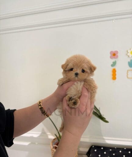 Adorable tiny light brown puppy held gently in caring hands indoors.