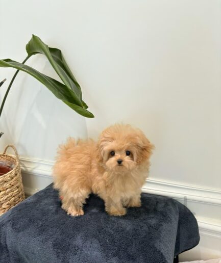 Cute fluffy puppy on cozy gray blanket indoors with plant in background.