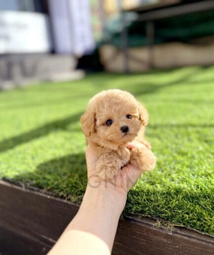 Adorable tiny caramel teacup poodle puppy resting in a gentle human hand outdoors.