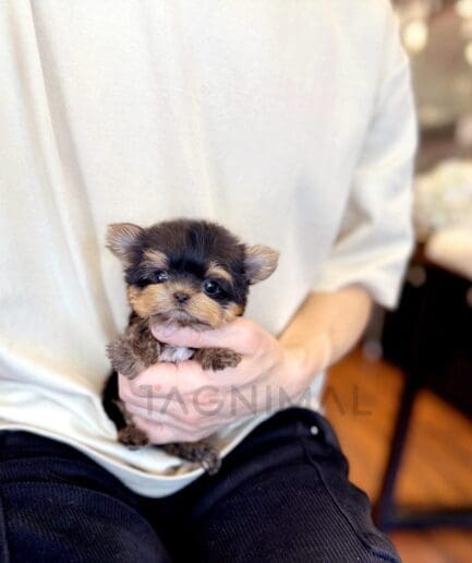 Adorable tiny Yorkshire Terrier puppy cradled gently in human hands indoors.