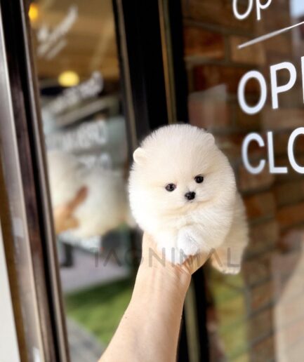 Adorable fluffy cream Pomeranian puppy held gently outdoors near a café window.