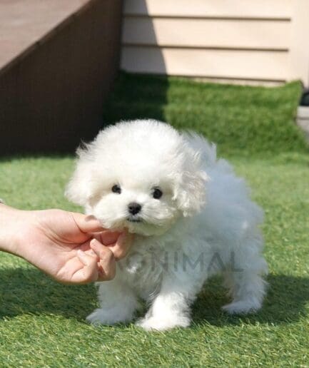 Fluffy white puppy on green grass being gently held outdoors in sunlight.