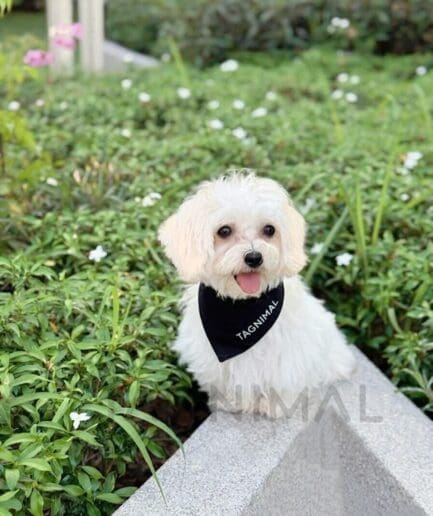 Cute white Maltese dog wearing black bandana sitting on garden ledge with green plants.