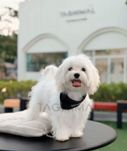 Cute white Maltese dog on black table wearing a “TAG ME” bandana outdoors.