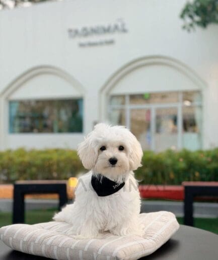 Cute white Maltese dog sitting on striped cushion outside pet boutique TAGNIMAL.