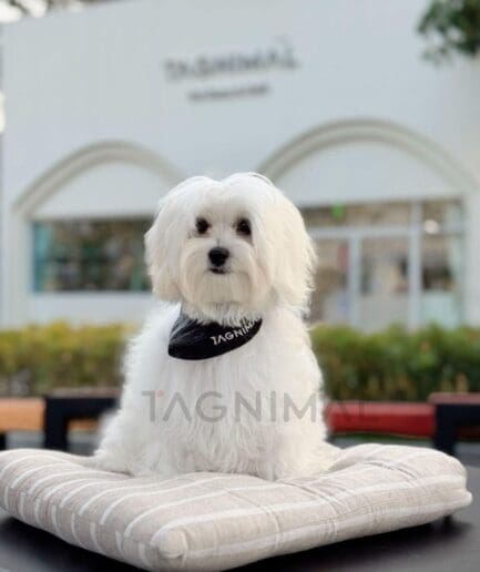 Elegant white Maltese dog sitting on striped cushion at Tagnimal outdoor cafe.