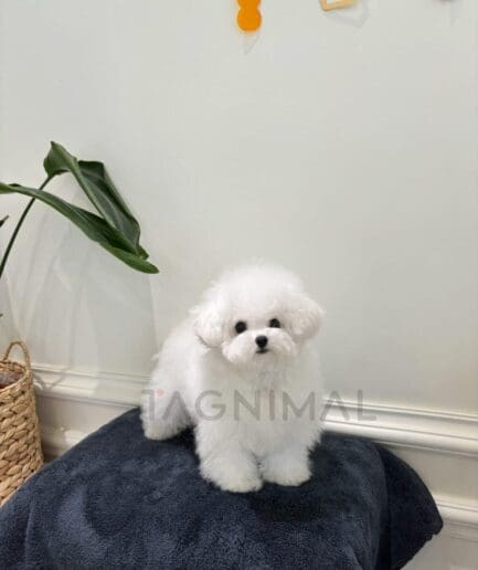 Cute white fluffy dog sitting on gray blanket indoors with plant and cozy home decor.