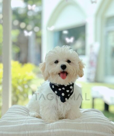 Cute cream-colored fluffy dog wearing polka dot bandana sitting on striped cushion indoors.