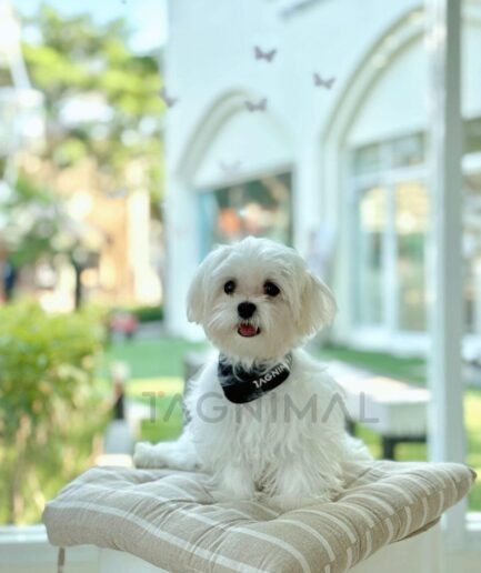 Fluffy white Maltese dog sitting on a striped cushion in a bright cozy café.