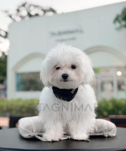Cute white Maltese dog sitting on gray cushion outdoors.