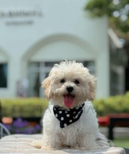 Cute fluffy cream-colored dog wearing polka dot bandana sitting outdoors on a sunny day.