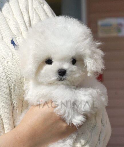 Adorable fluffy white puppy being cuddled in cozy hands outdoors.