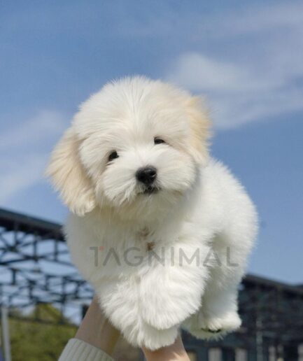 Fluffy white puppy held up against a bright blue sky on a sunny day.