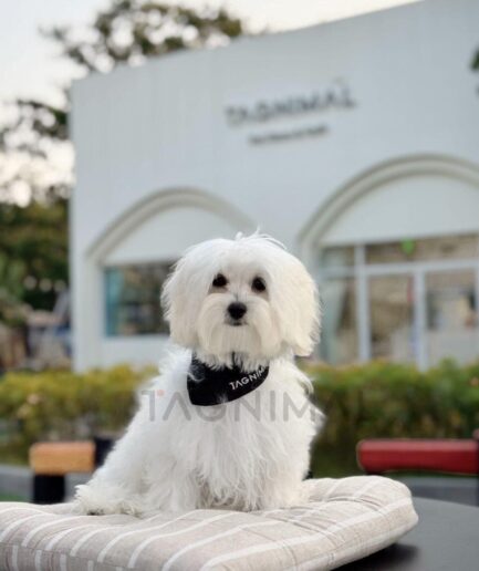 Fluffy white Maltese dog sitting on a striped cushion outdoors near a modern pet café.