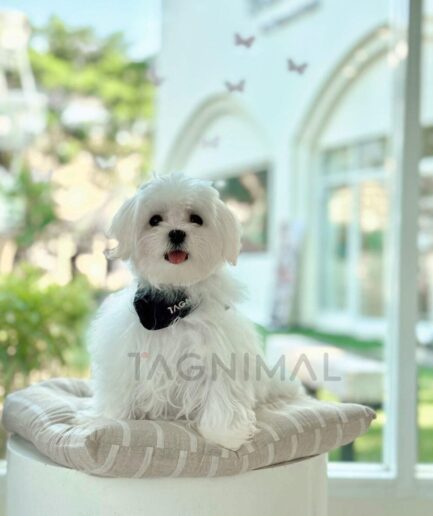 Adorable white Maltese dog sitting on striped cushion in bright cozy room.