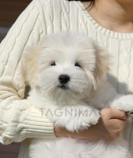 Fluffy white puppy cuddled in arms wearing cozy cream sweater.
